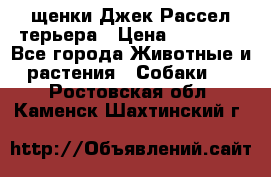щенки Джек Рассел терьера › Цена ­ 27 000 - Все города Животные и растения » Собаки   . Ростовская обл.,Каменск-Шахтинский г.